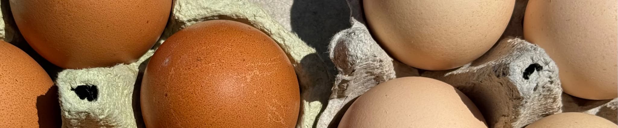 Pasterizirana tekuća jaja - melanž